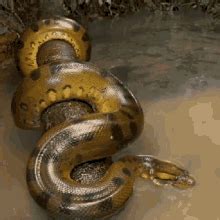 anaconda gif|anacondasnakes.